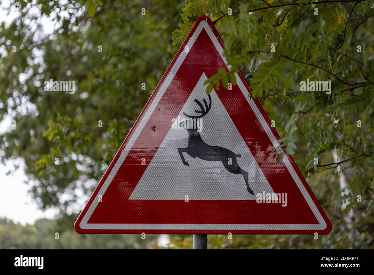 HOGE HEXEL, NETHERLANDS - Oct 02, 2020: Reflecting Dutch traffic sign on the side of the road with a deer and red triangle warning for wildlife to cro Stock Photo
