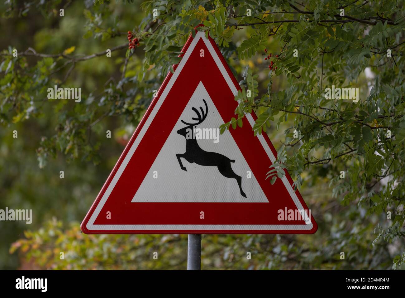 HOGE HEXEL, NETHERLANDS - Oct 02, 2020: Dutch traffic sign on the side of the road with a deer and red triangle warning for wildlife to cross the stre Stock Photo