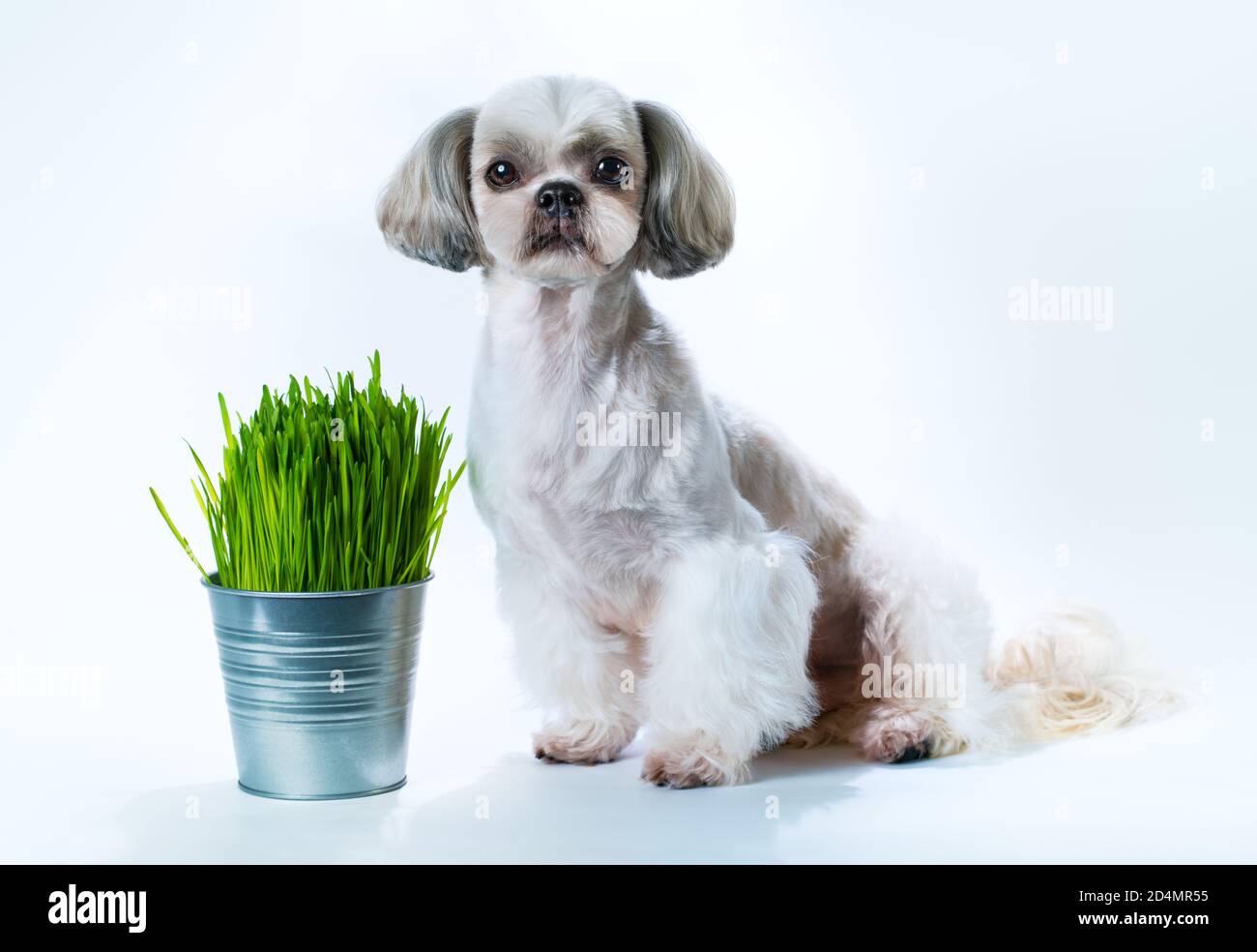 Shih tzu dog on white background and bucket with fresh growing grass Stock Photo