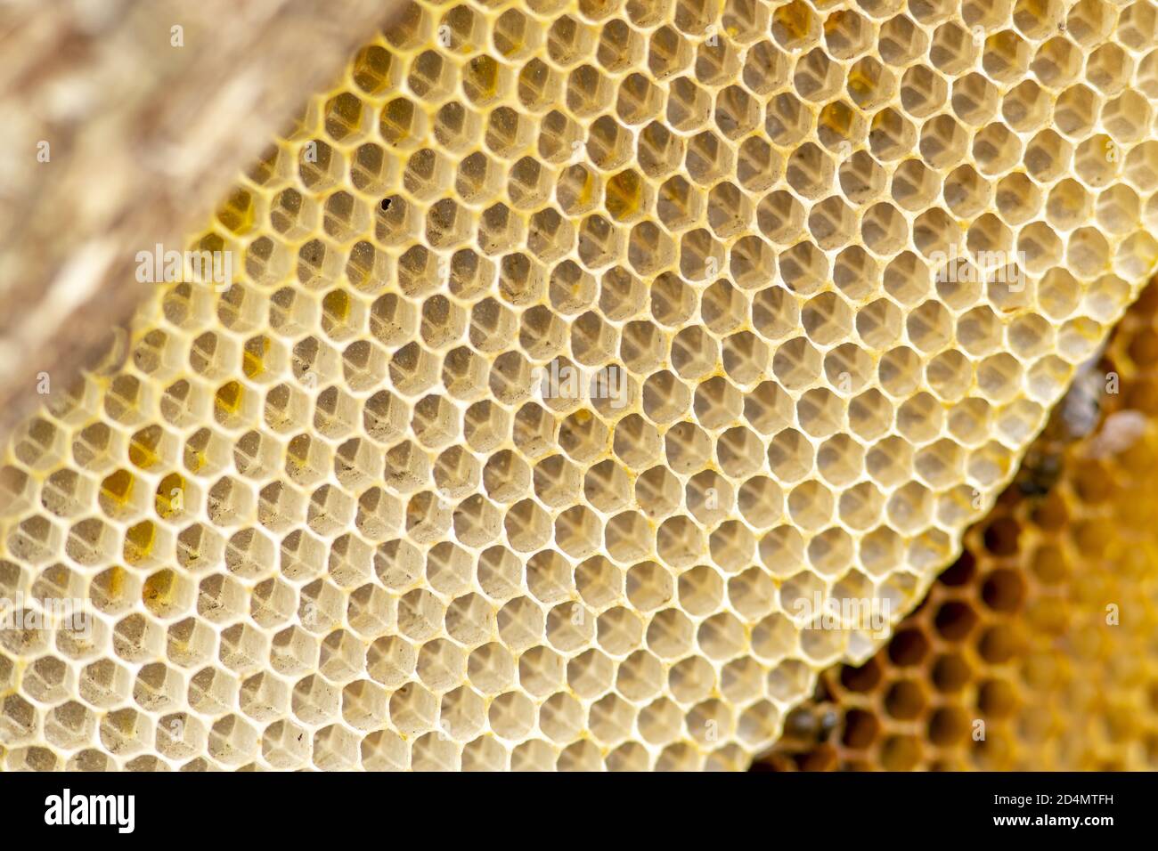 Detailed texture, design and architecture of honebee hive honeycomb Stock Photo