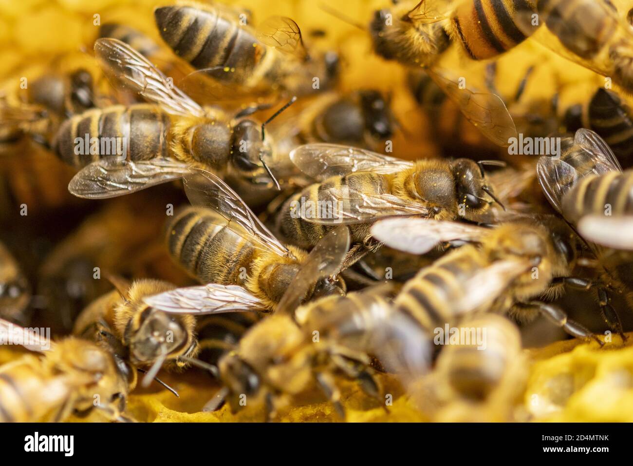 Closeup of bee hive with detail of honeycomb Stock Photo
