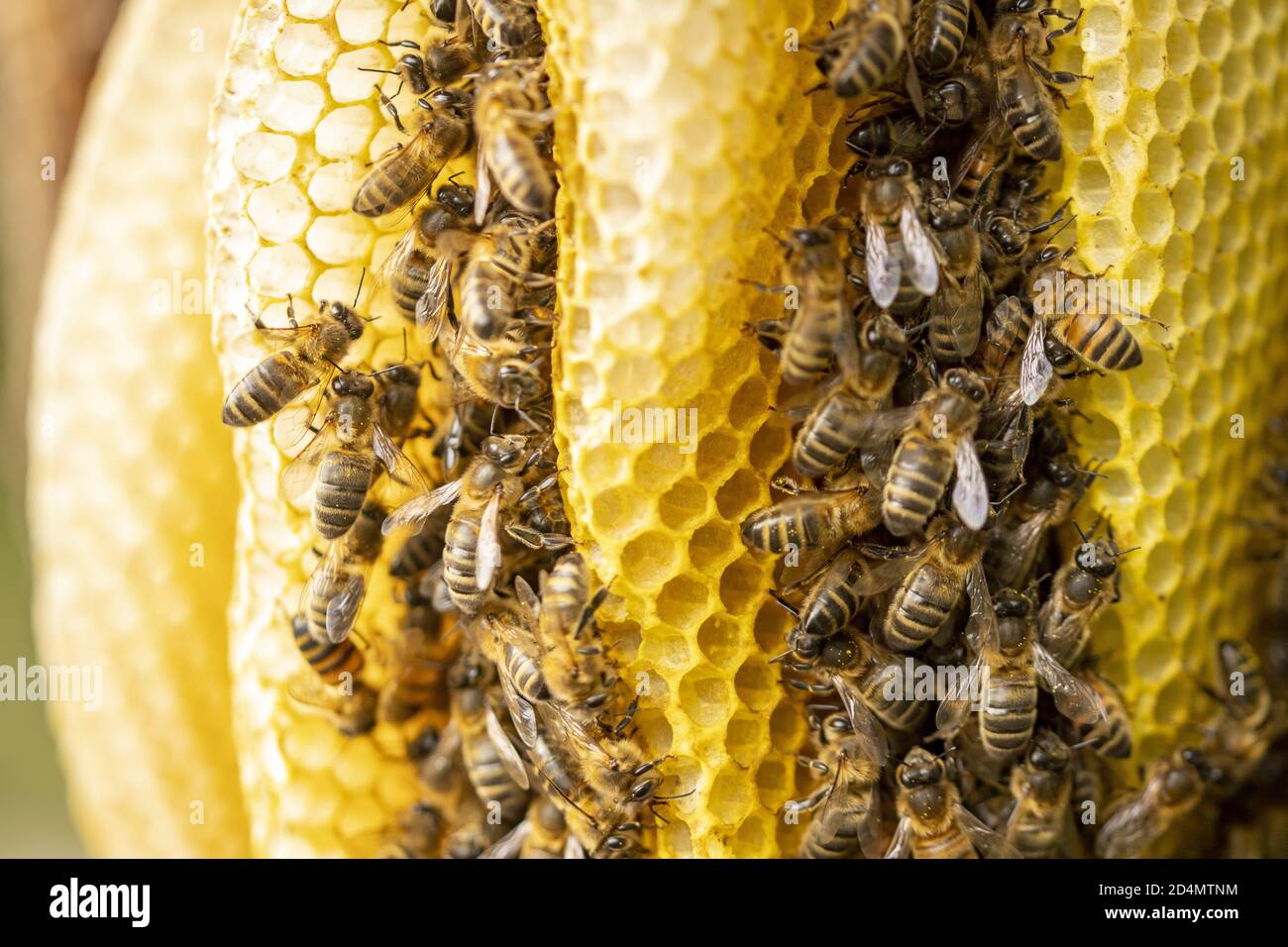 Macro closeup of bee hive with detail of layers of a honeycomb Stock Photo