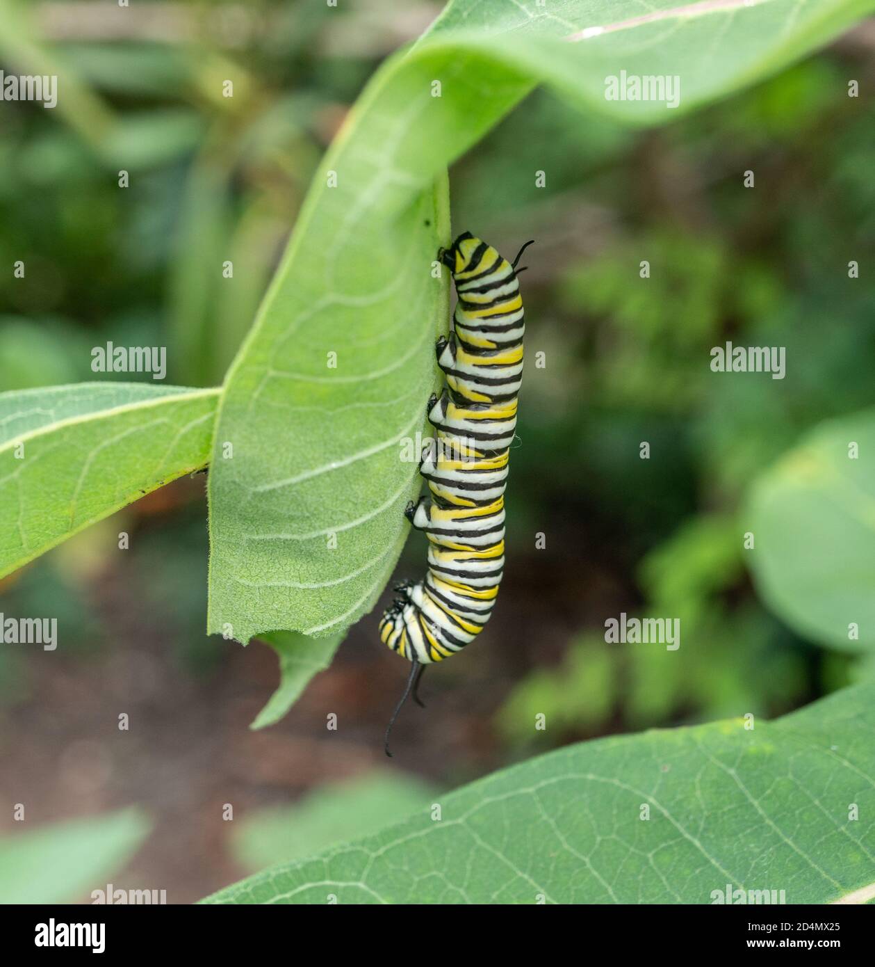 Monarch Butterfly Caterpillar (Danaus Plexippus) on Milkweed Plant Stock Photo