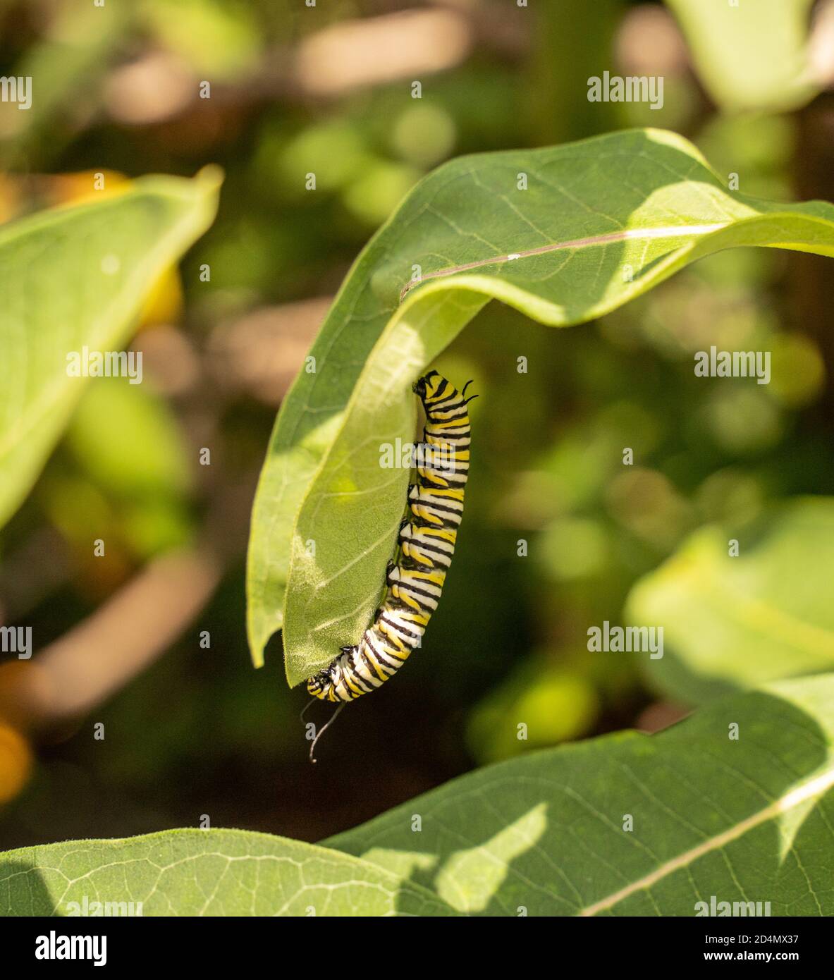 Monarch Butterfly Caterpillar (Danaus Plexippus) on Milkweed Plant Stock Photo