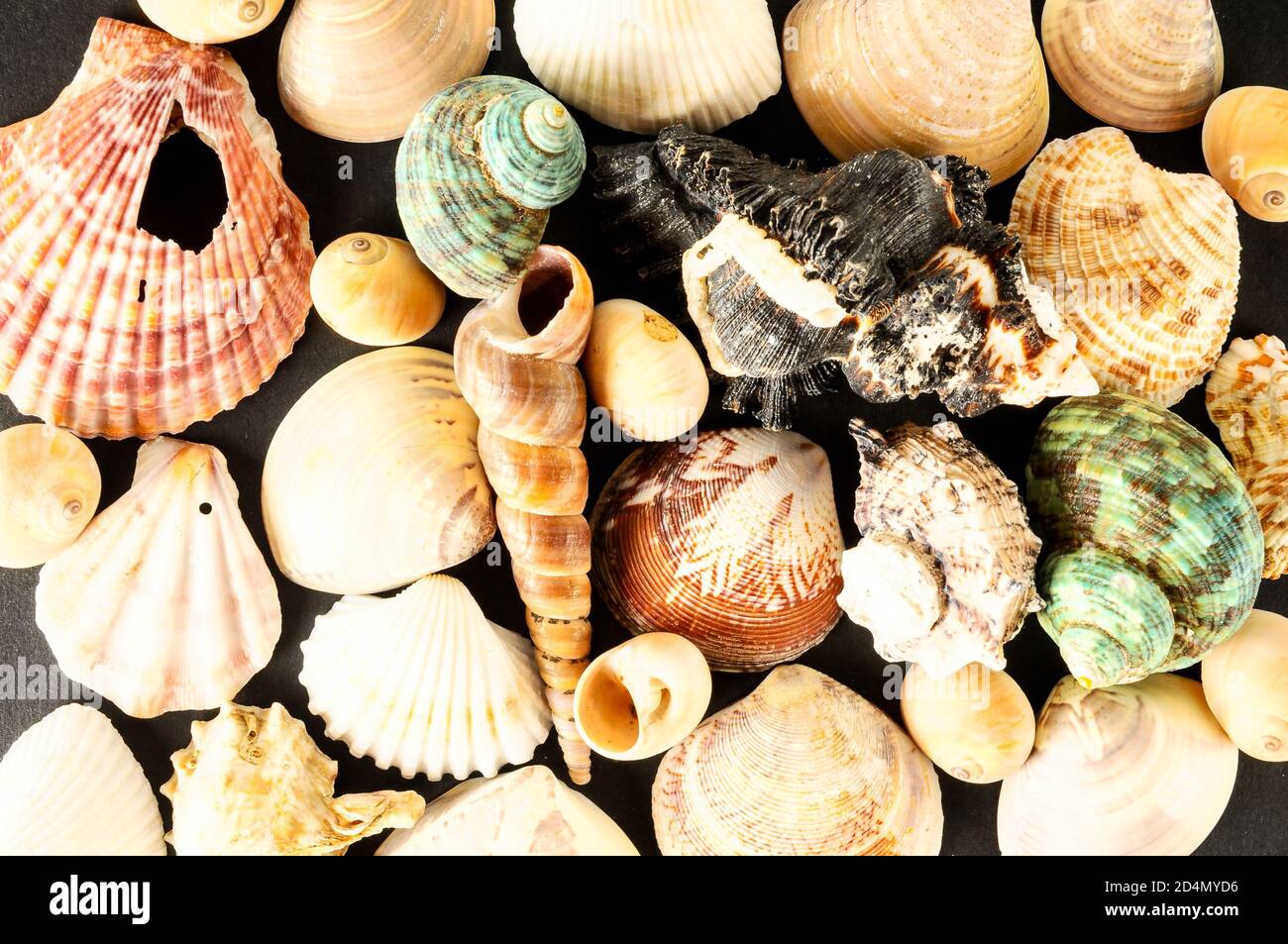Seashell background texture Stock Photo - Alamy