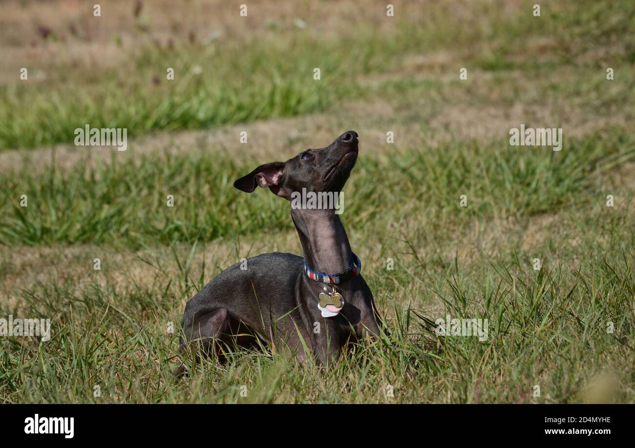 Obedient Italian Greyhound lying in a down stay position, looking up and to the right. Stock Photo