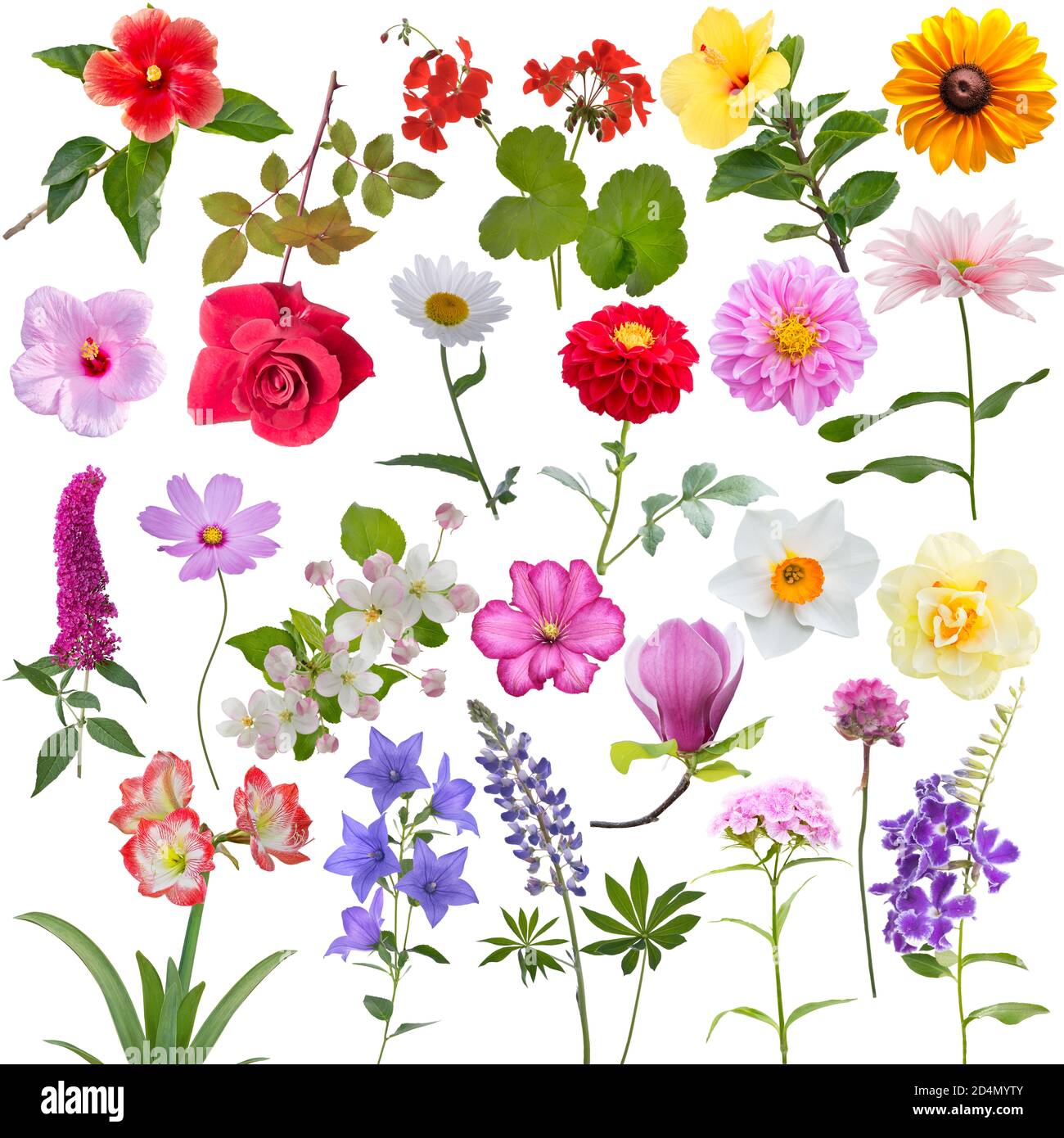 Set of different flowers isolated on white background Stock Photo - Alamy