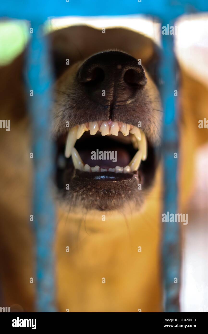 Angry dog barking in his cage. Aggressive dog in the cage. Stock Photo
