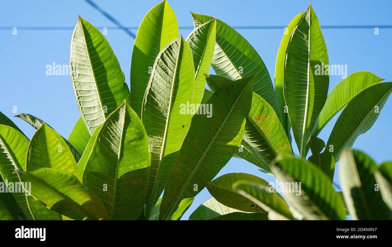 Close up of frangipani leaves Stock Photo