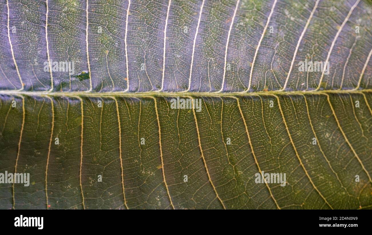 Close up of frangipani leaves Stock Photo