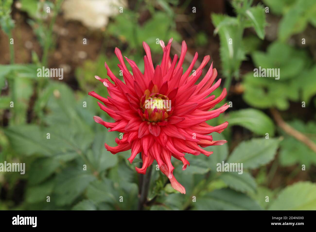 Dahlia floral close shot hi-res stock photography and images - Alamy