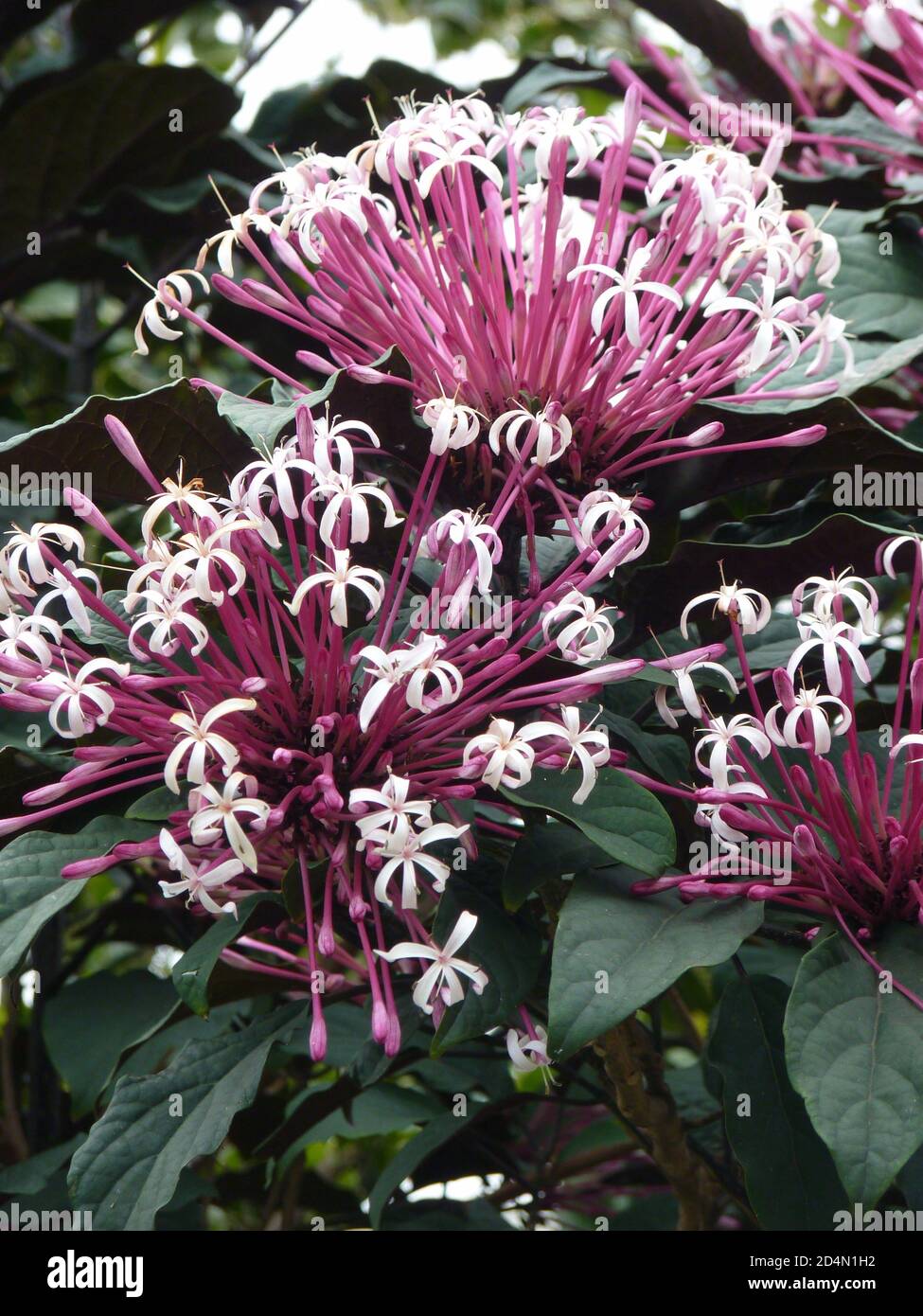 Closeup shot of Starburst bush (Clerodendrum quadriloculare) Stock Photo