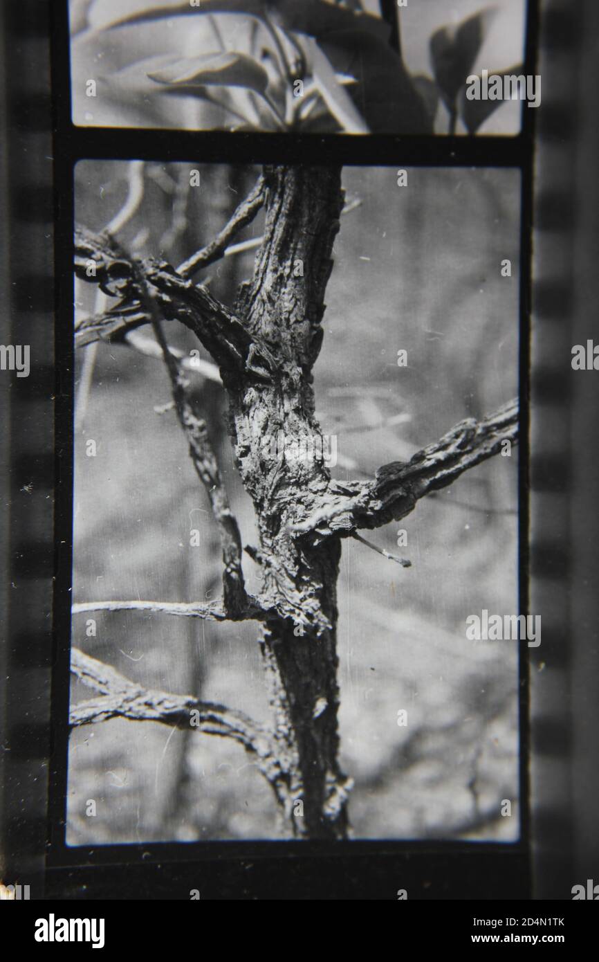 Fine 1970s vintage black and white photography of the beauty of nature ...