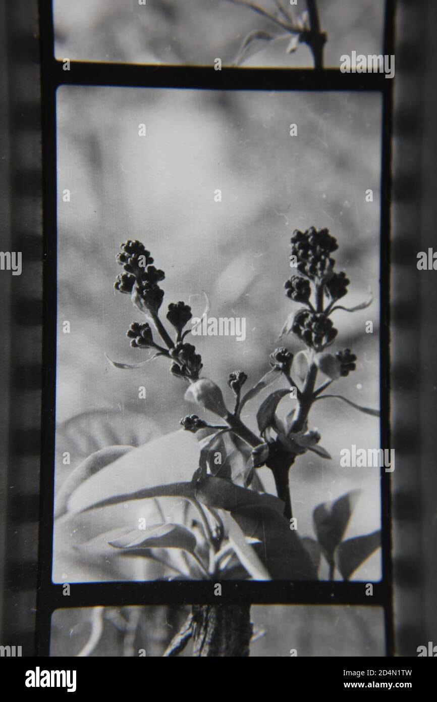 Fine 1970s vintage black and white photography of the beauty of nature ...