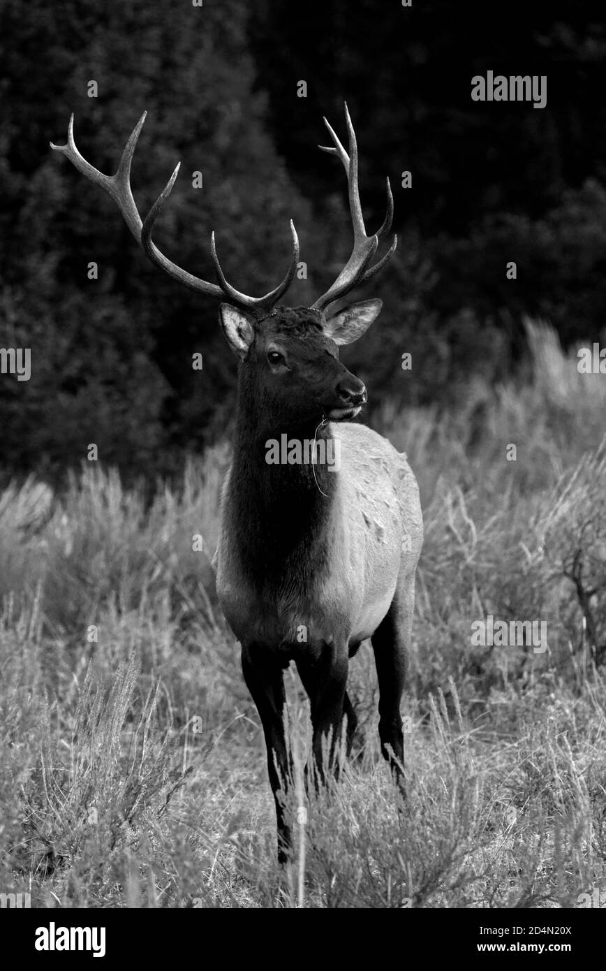 Bull Elk Side View Head High Resolution Stock Photography and Images ...