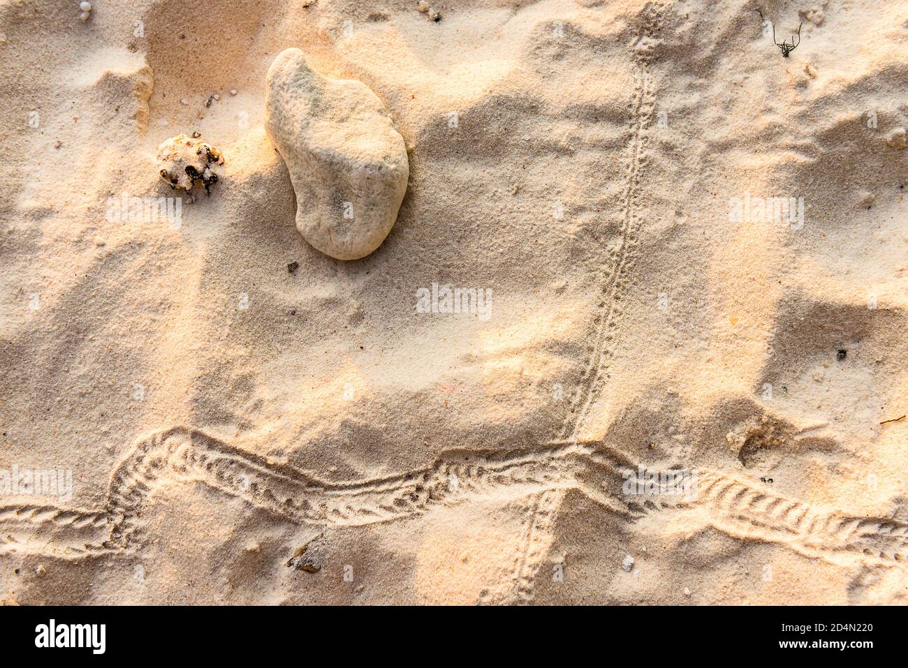 The trail of a snake crossing the trail of a lizard on the sand Stock Photo Alamy