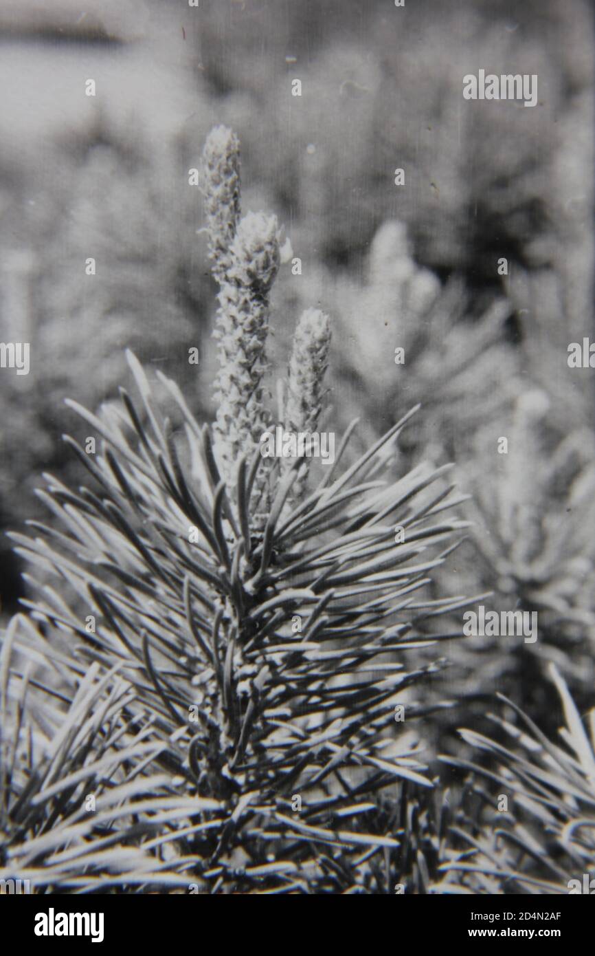 Fine 1970s vintage black and white photography of the beauty of nature ...