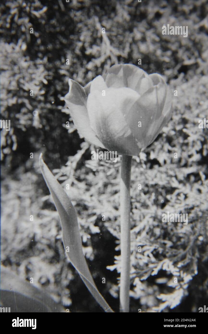 Fine 1970s vintage black and white photography of the beauty of nature ...