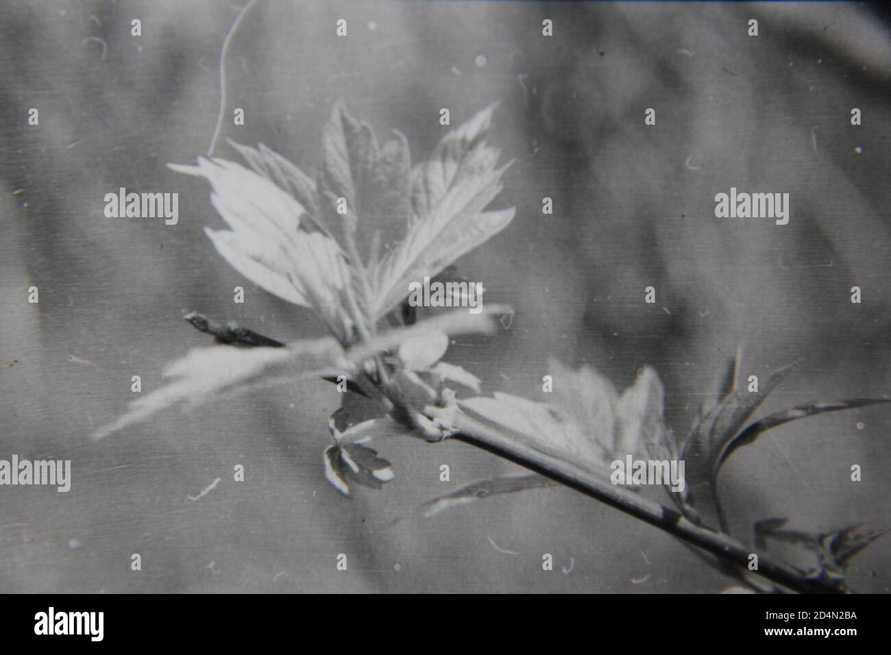 Fine 1970s vintage black and white photography of the beauty of nature ...