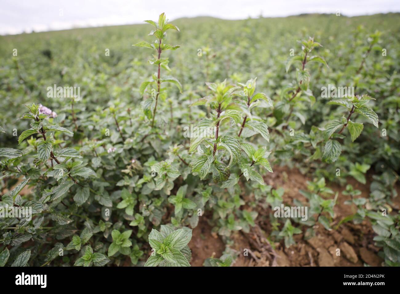 Peppermint Plants High Resolution Stock Photography and Images - Alamy