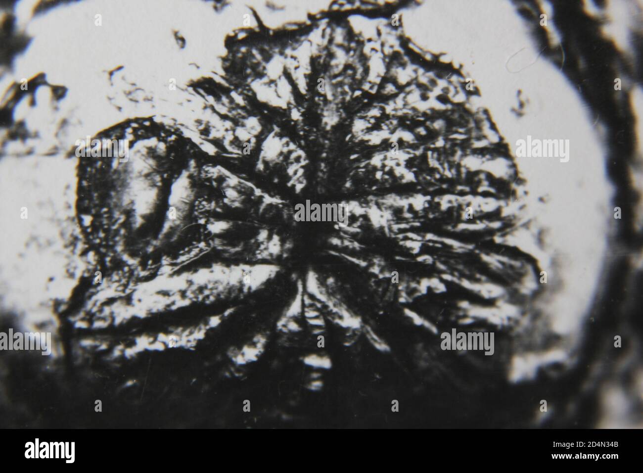 Fine 1970s vintage black and white photography of a closeup of the natural world in a high contrast abstract notion. Stock Photo