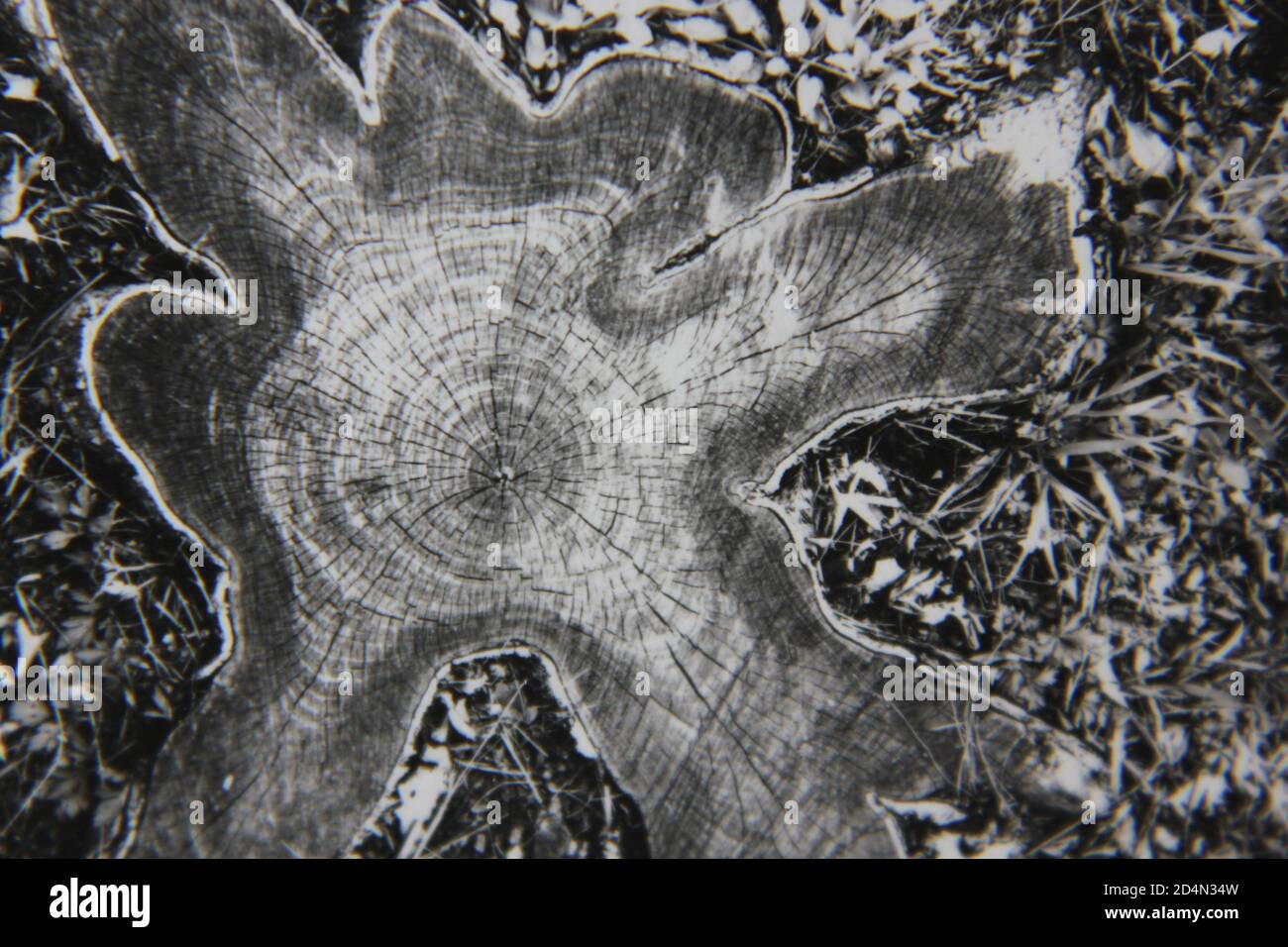Fine 1970s vintage black and white photography of a closeup of the natural world in a high contrast abstract notion. Stock Photo