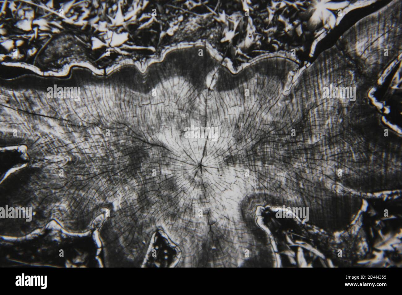 Fine 1970s vintage black and white photography of a closeup of the natural world in a high contrast abstract notion. Stock Photo