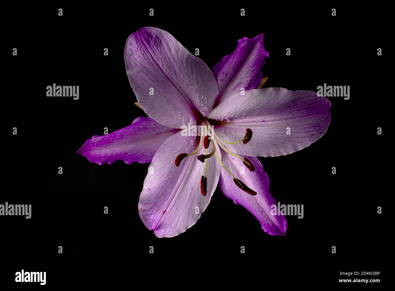 Closeup shot of purple lily flower on dark background Stock Photo - Alamy