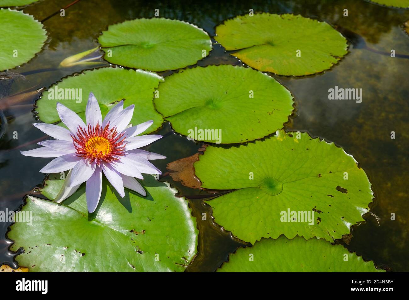 Nymphaea nouchali also known as Nymphaea stellata, dwarf water lily in full bloom Stock Photo