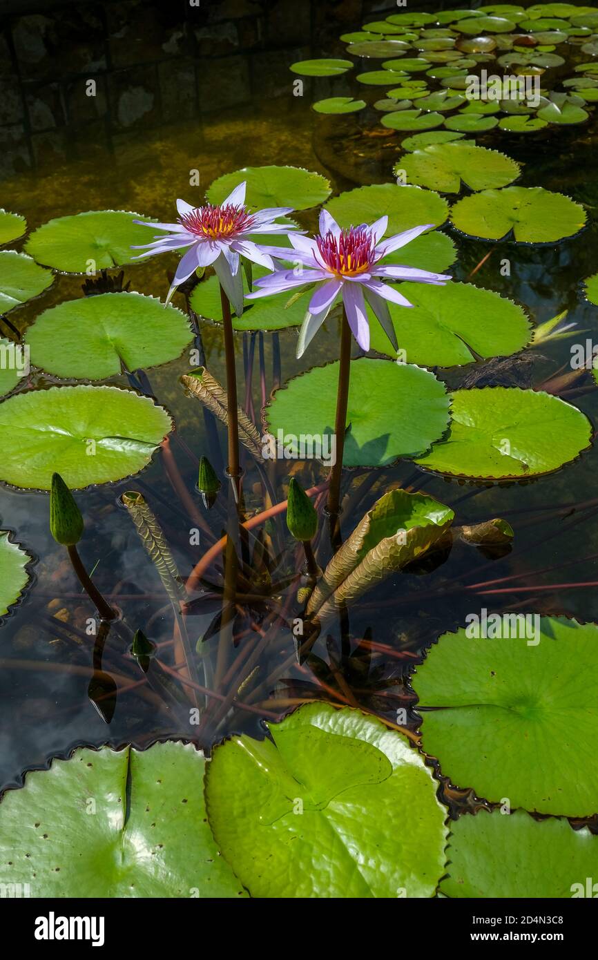 Nymphaea nouchali also known as Nymphaea stellata, dwarf water lily in full bloom Stock Photo