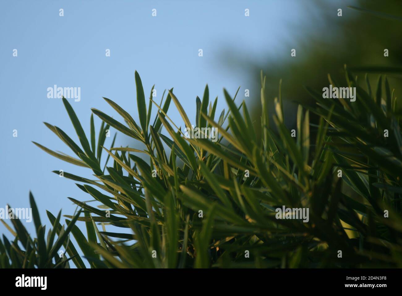Closeup shot of broad-leaved podocarpus long-leaved large-leaved Kusamaki Stock Photo