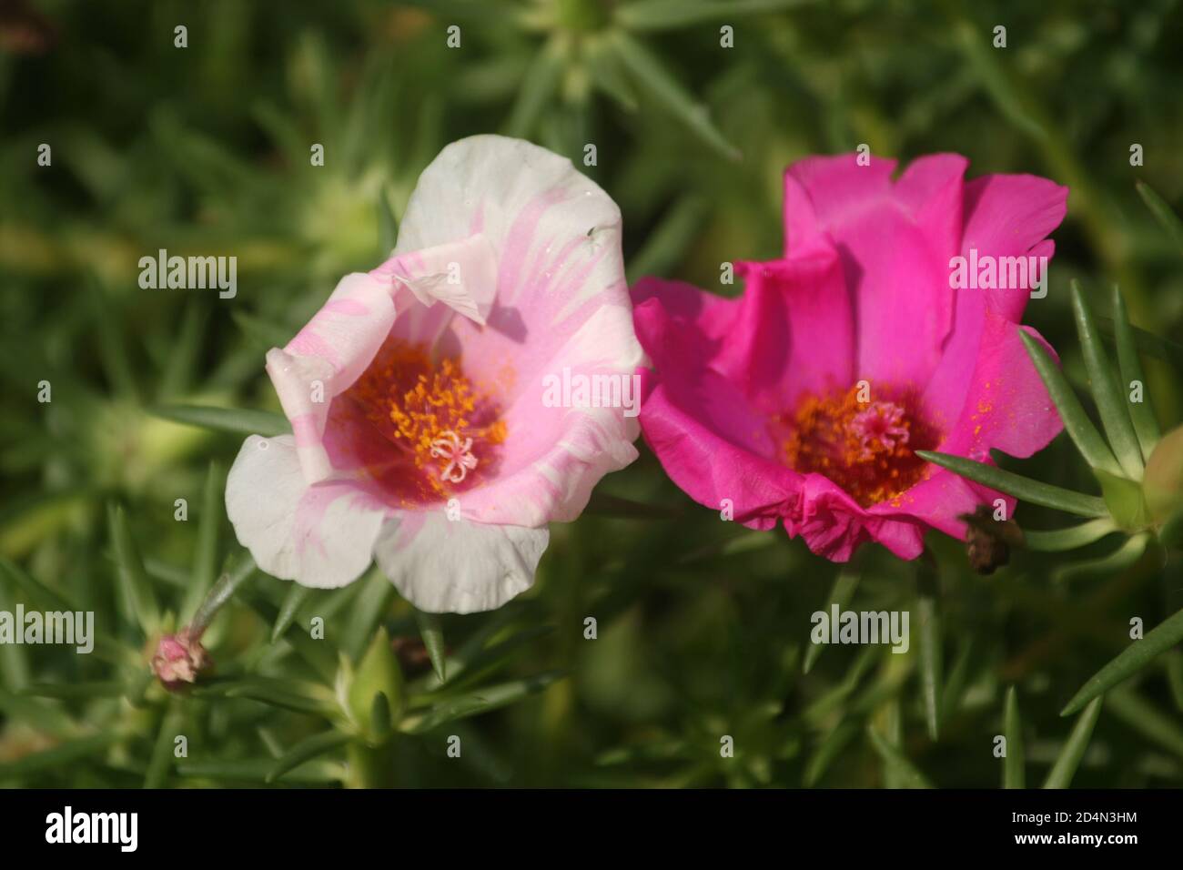 Closeup of moss-rose purslane flowers Stock Photo