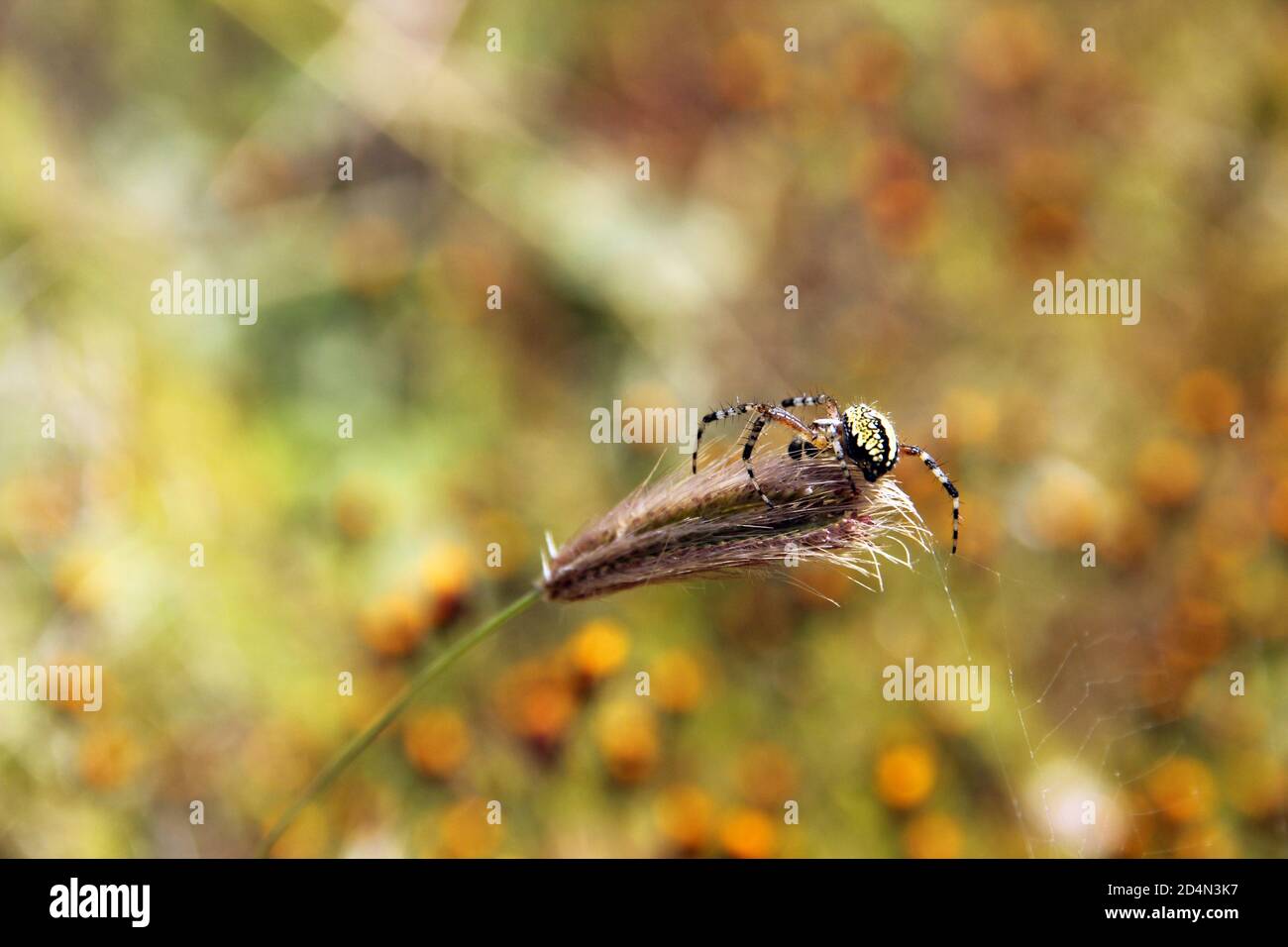 Nature in mexico Stock Photo