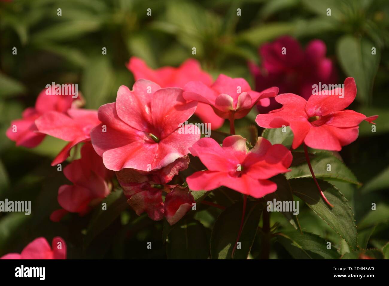 Closeup shot of pink Phlox maculata flowers Stock Photo