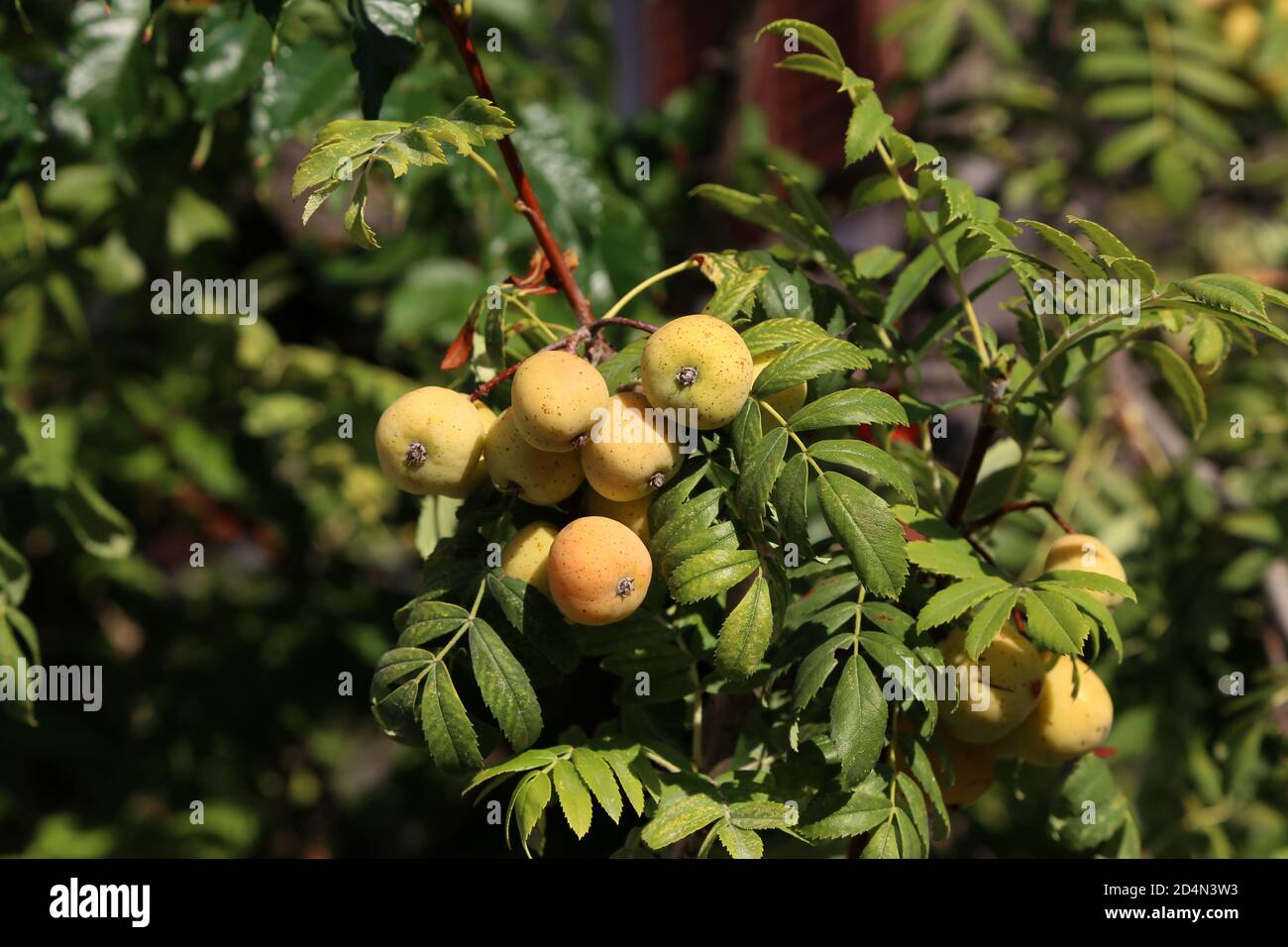 Fruits of the Sorbus domestica ripen on the branches of the tree Stock Photo