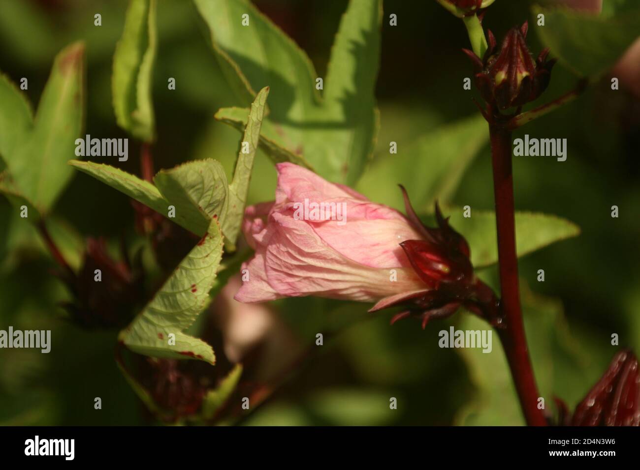 Unbloomed flowers hires stock photography and images Alamy