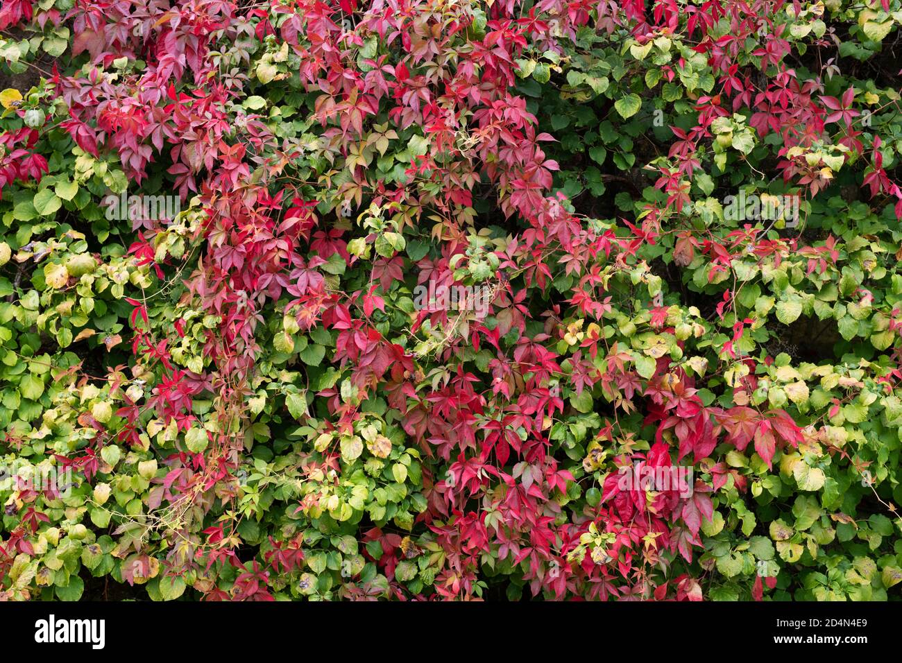 Parthenocissus quinquefolia.Virginia creeper / American ivy covering a wall. Cotswolds, Oxfordshire, England Stock Photo