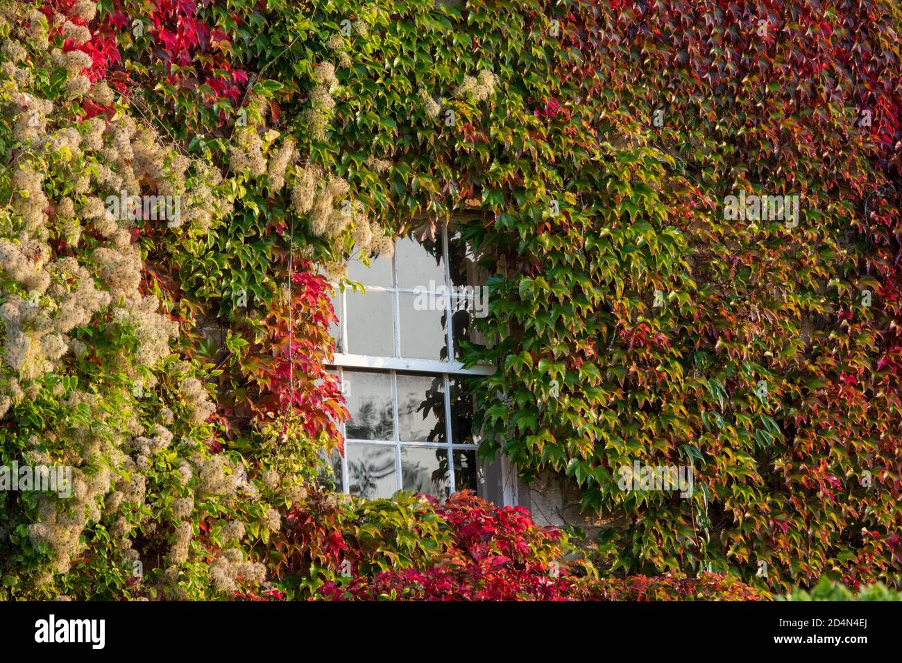 Parthenocissus tricuspidata, Boston Ivy / Japanese Creeper around windows of a house in Biddestone, Cotswolds, Wiltshire, England. Stock Photo