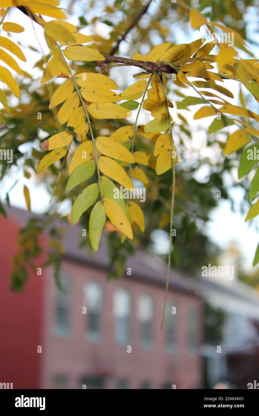 Fall in St. Charles MO Stock Photo Alamy