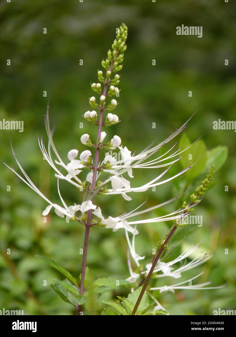 Closeup of a growing Orthosiphon stamineus or Orthosiphon aristatus flower Stock Photo
