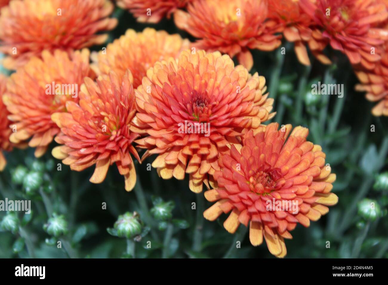 Fall in St. Charles MO Stock Photo Alamy