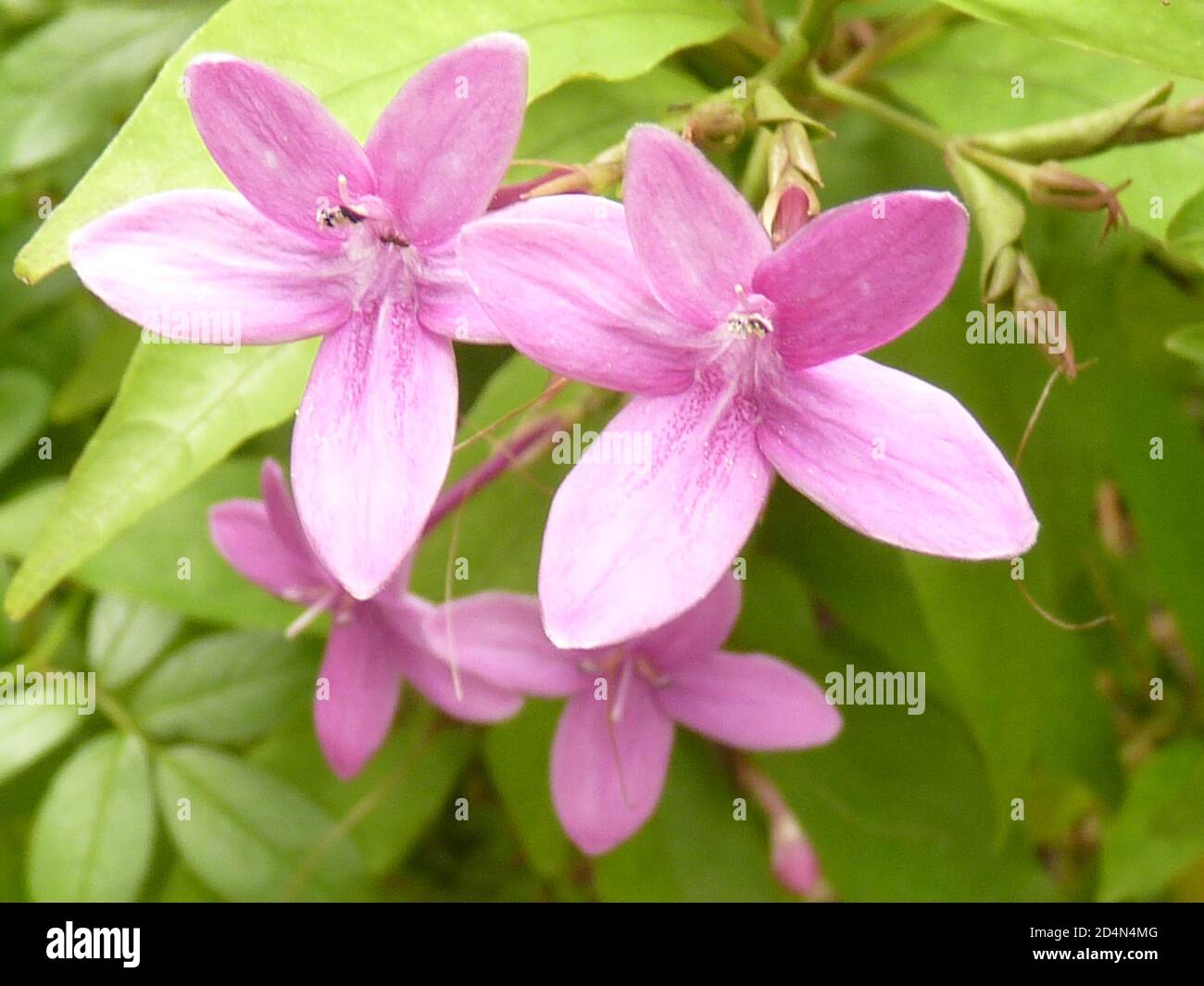 Closeup of Purple Dazzler flowers on the blurred background Stock Photo