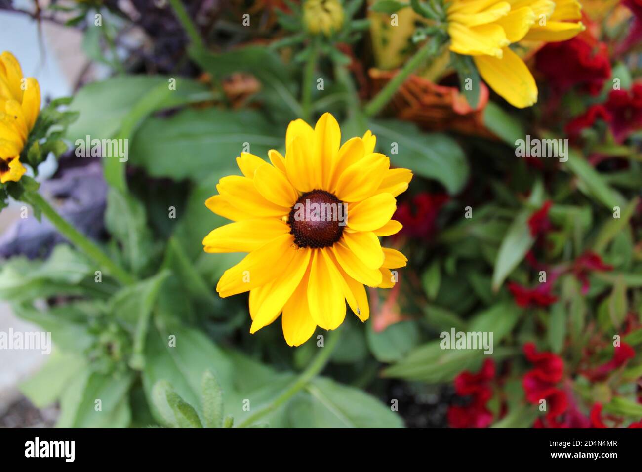 Fall in St. Charles MO Stock Photo Alamy