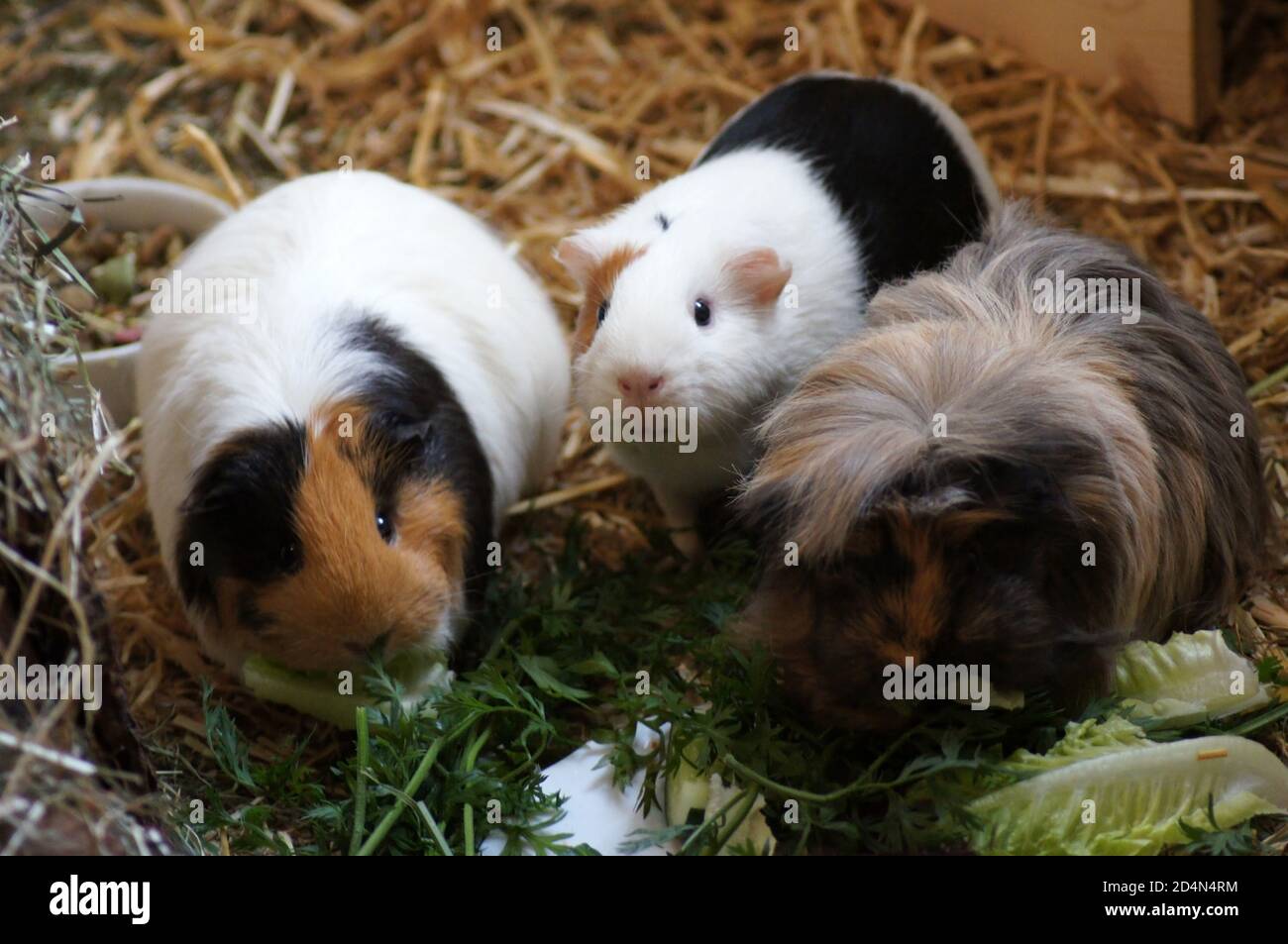 guinea pigs eat lettuce