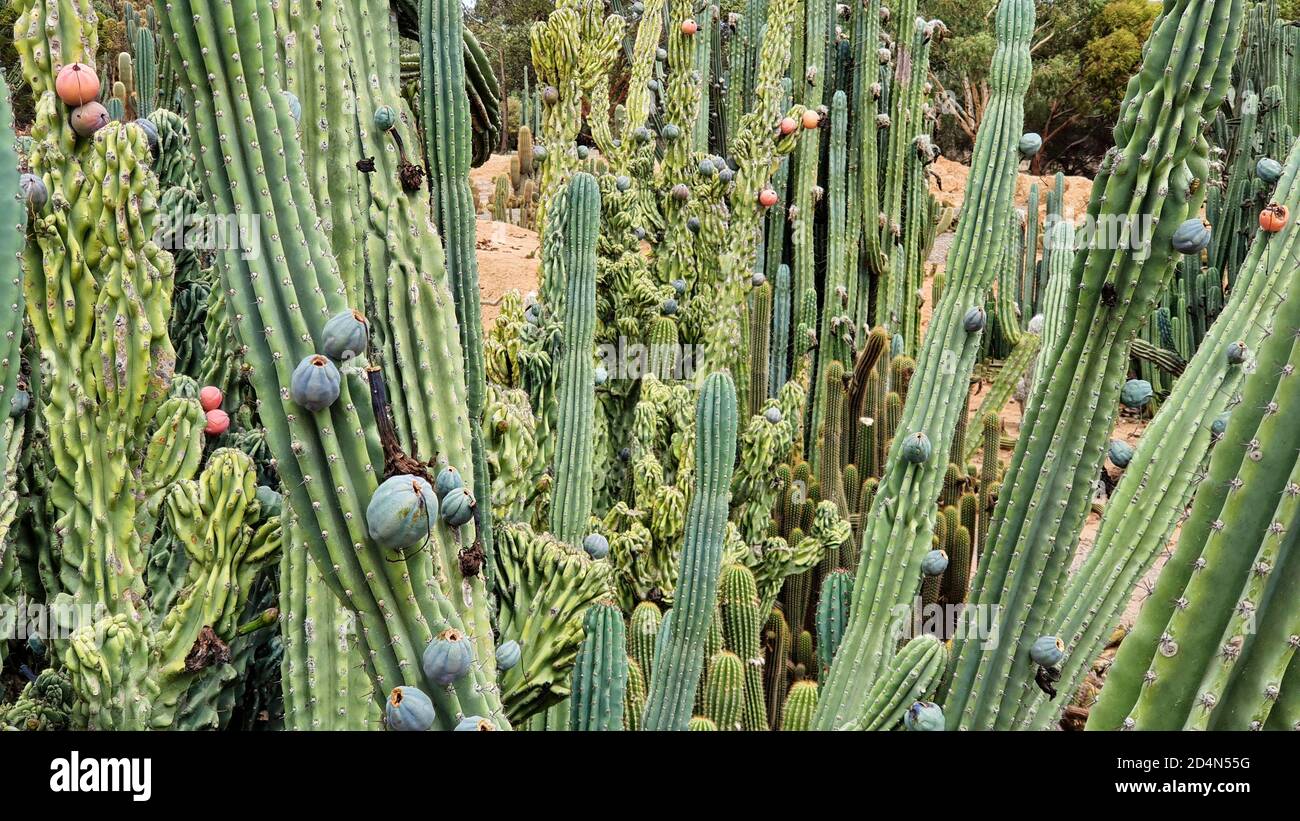 Cactus Fruit on Long Cactus Plants Stock Photo