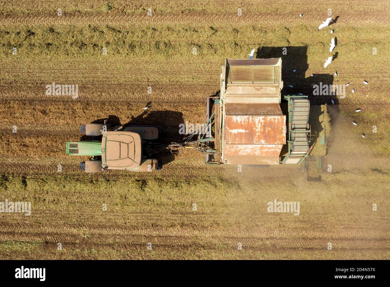 Peanut harvest done by a Tractor and Picker trailer, Aerial view. Stock Photo