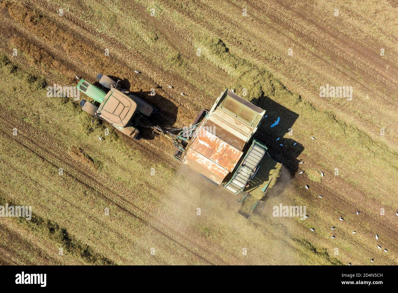 Peanut harvest done by a Tractor and Picker trailer, Aerial view. Stock Photo
