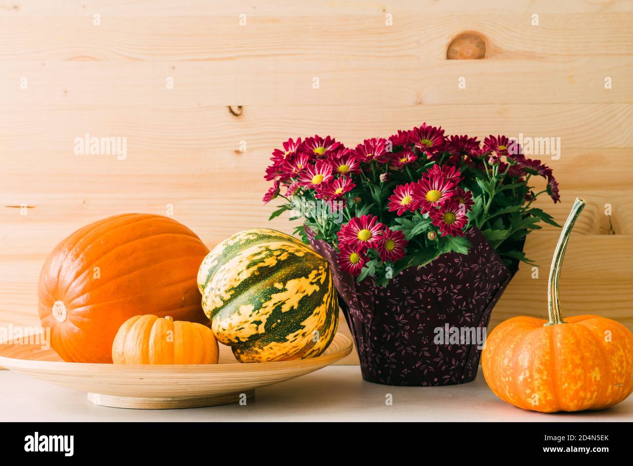 Pumpkins and squash assortment and flower pot of beautiful magenta red Chrysanthemums close up on wooden background. Autumn arrangement, harvest, than Stock Photo