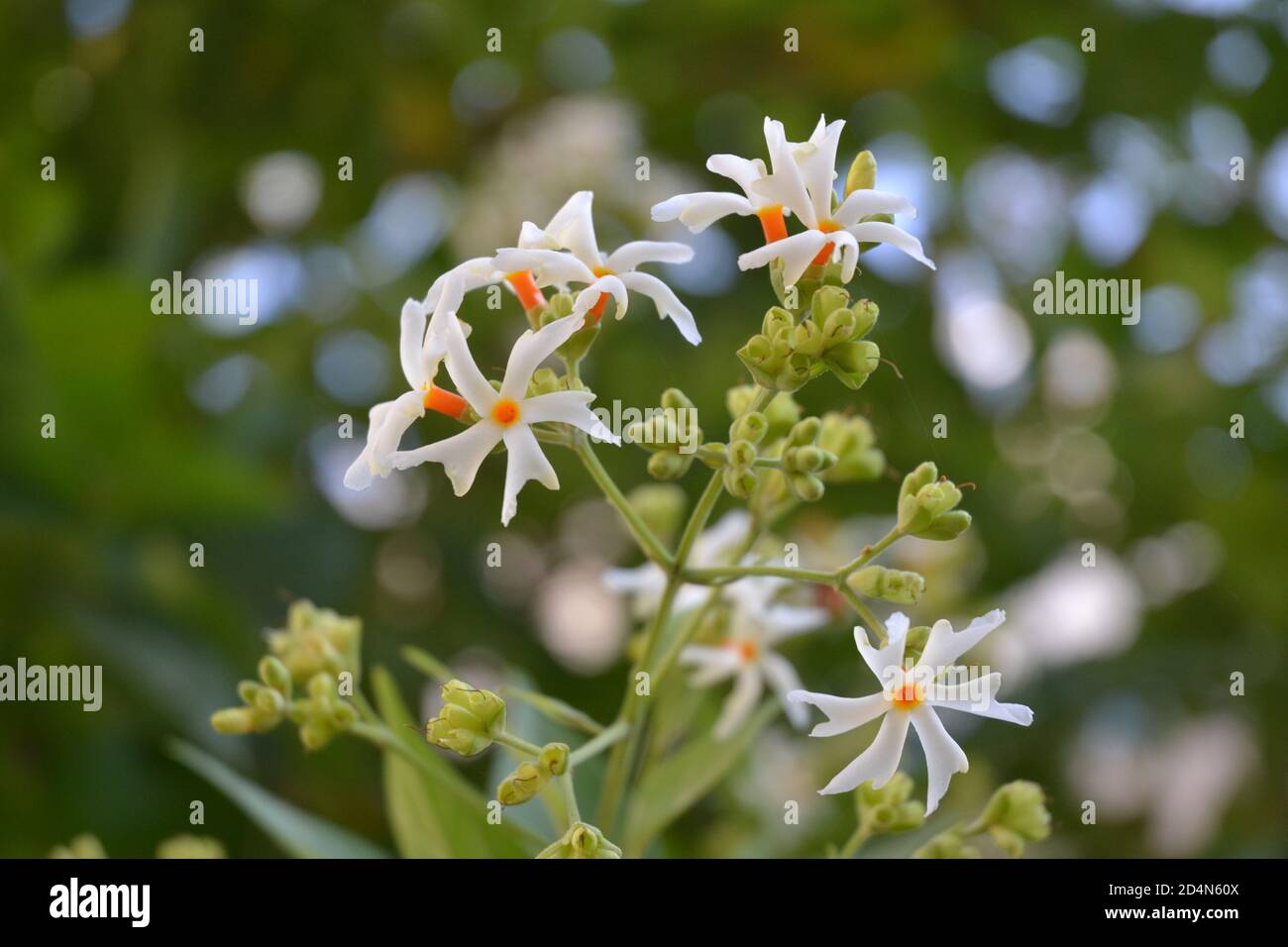Nyctanthes Arbor Tristis High Resolution Stock Photography And Images Alamy