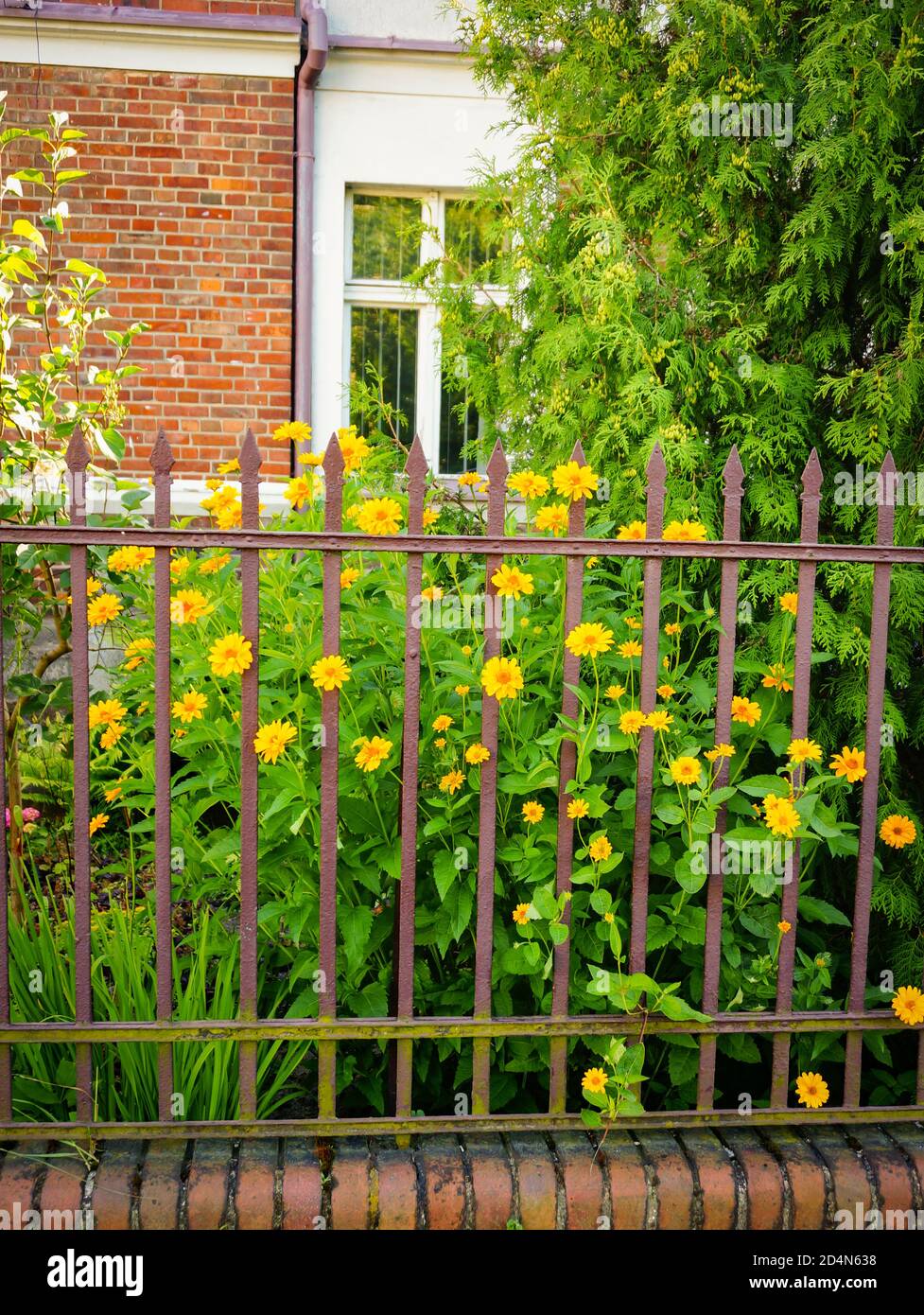Old metal fence protecting dooryard and cute yellow flowers Stock Photo